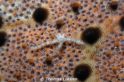 found in Lembeh; D200 by Thomas Lueken 